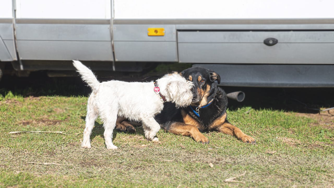 Dog-friendly campsites - what sets them apart and where you can find them