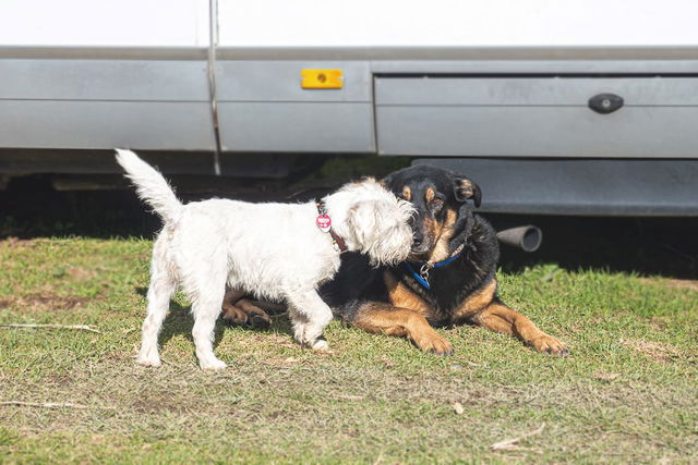Dog-friendly campsites - what sets them apart and where you can find them