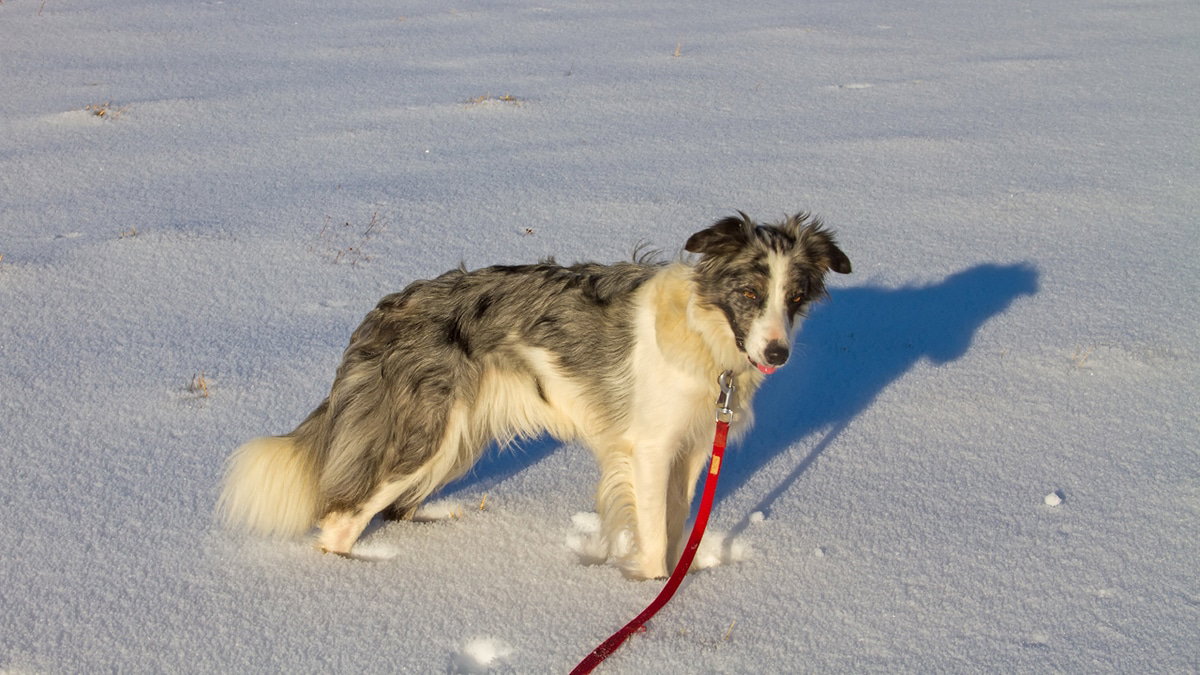 Wintercamping mit Hund im Schnee