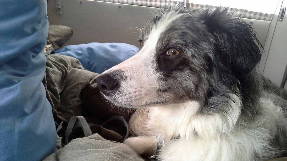 Wintercamping mit Hund beim Trocken