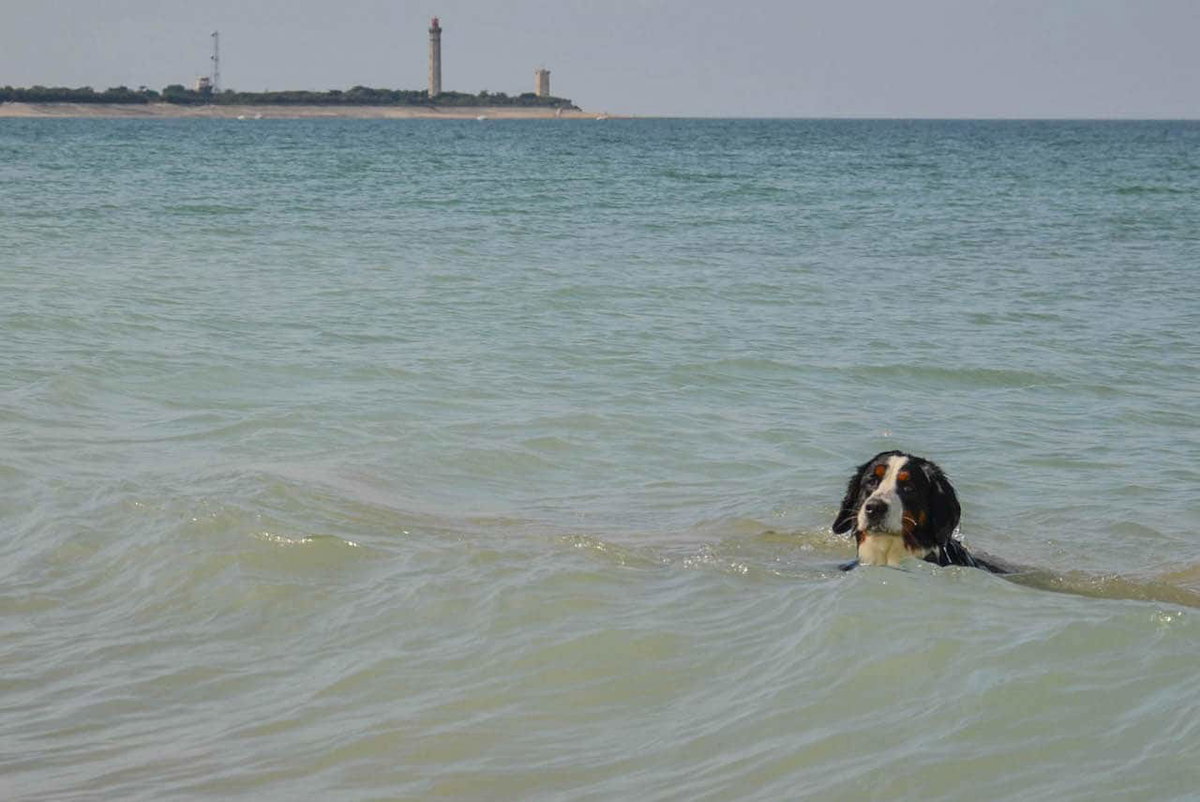 Ein Hund schwimmt vor einer der französischen Inseln