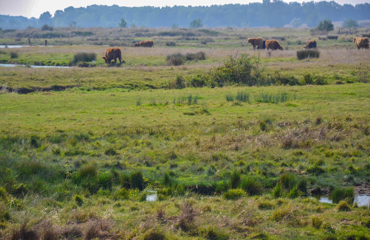 Natur auf der französischen Insel Ile d Oleron