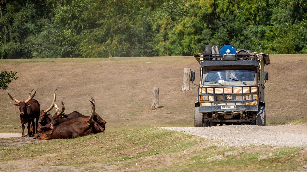 EIne Serengeti Safari beim Camping am Freizeitpark in Deutschland