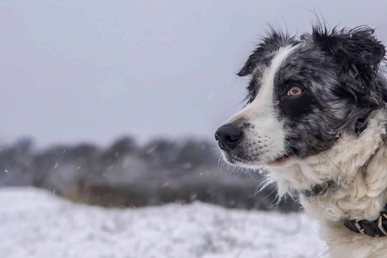 Wintercamping mit Hund