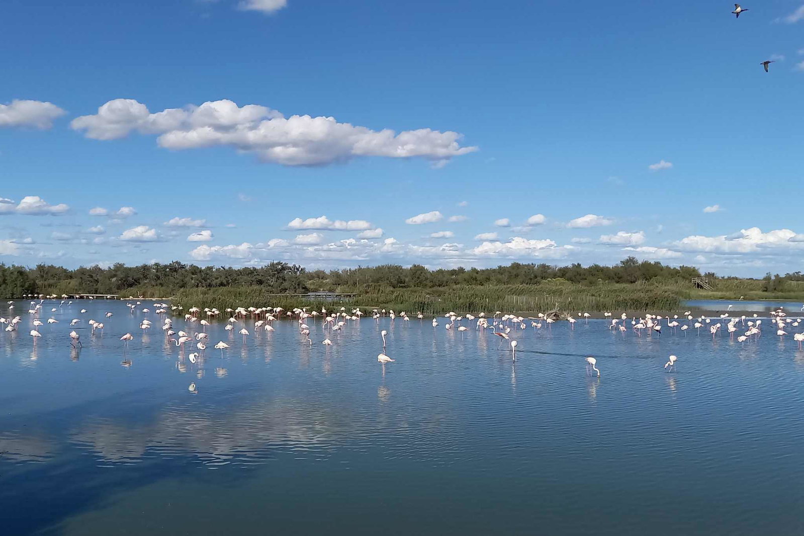 The Camargue: a natural paradise for camping enthusiasts in a vast, unspoiled landscape including Pitch tips