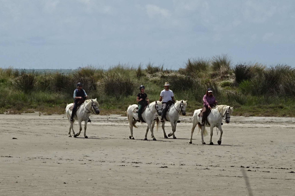 Camargue Camping - Horses