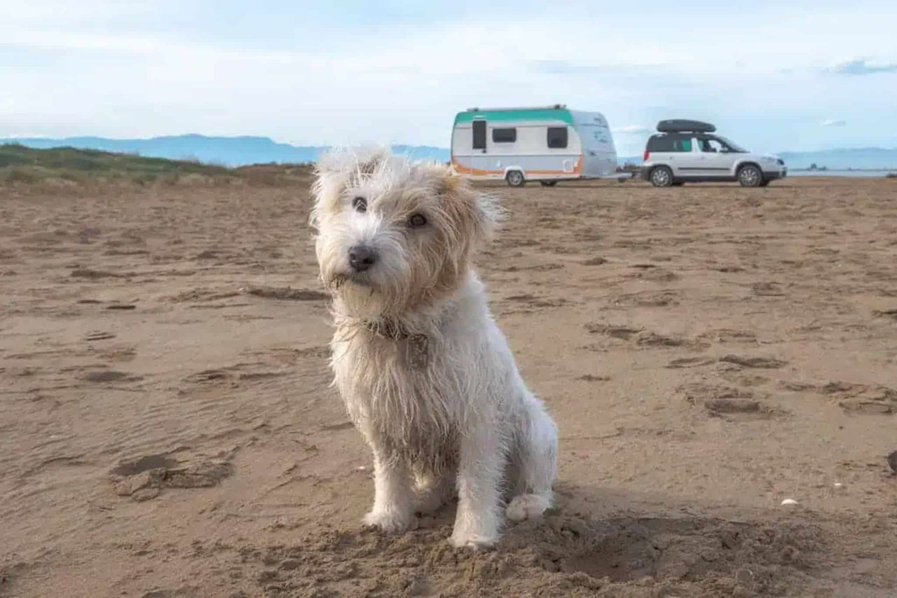 Camping Hund Vorbereitungen Checkliste