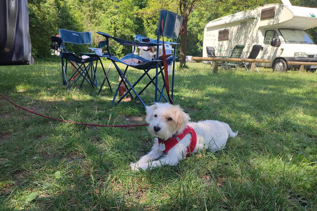 Camping with a Dog: These Are Germany's 3 Most Dog-Friendly Campsites